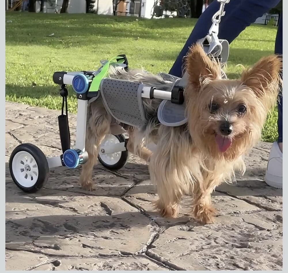 Dog Wheelchair, Adjustable Dog Wheelchair for Back Legs, Stable Dog Cart SMALL